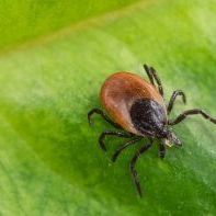 The Lyme Disease - package of diagnostic tests